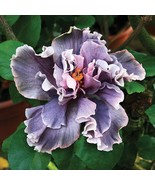 15 Seeds Hibiscus Marianne Charlton House Plant Flowers Beautiful Garden... - $12.49