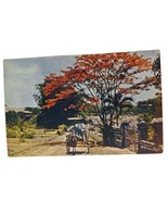 Postcard Carromata Passing Under Beautiful Flame Tree Manila Phillippine... - €10,77 EUR