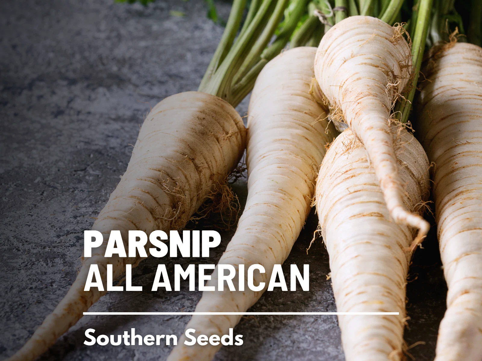 Parsnip, All American - 100 Seeds - Heirloom - Open Pollinated - GMO Free - $14.82