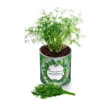 My Canned Garden Seedling Growing Kit Dill - £21.58 GBP