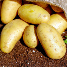 2 Pounds 3 Colors Mix Seed Potatoes Seeds #MNTS - £37.72 GBP