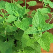 US Seller Catnip Herb Seeds 30 New Fresh Seeds - $8.58