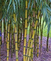SD 50 Bamboo Seeds Privacy Plant Garden Clumping Shade Screen Chquea Fas... - $12.11