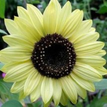 Lemon Queen Sunflower Helianthus annuus - 20 Seeds - $6.18