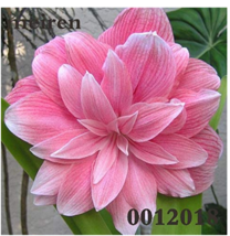 Kasuki Sale! 200  pcs Amaryllis Cheap Amaryllis Flower, The Barbados Lily Bonsai - £9.56 GBP