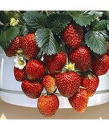 200 Seeds Temptation Strawberry - €7,72 EUR