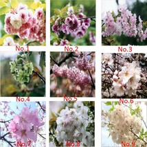 9 Colors Cherry Blossom Flower Seeds Oriental Cherry Sakura Seeds Gardening USA  - £17.90 GBP