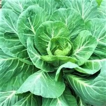 300 Seeds Georgia Southern Collard Quick To Plant Heirloom Fast Garden Bloom - £6.61 GBP