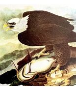 Bald Eagle Bird 1950 Lithograph Art Print Audubon Nature First Edition D... - $42.03 CAD