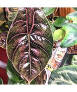 Alocasia Azlanii Red Mambo Starter Plant 2 Plants New Fresh  - $56.60