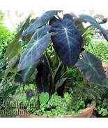 Best Black Beauty Elephant Ear / Colocasia antiquorum / Live Plant - $31.99