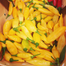 100+ Lemon Drop Aji Limon Pepper Seeds Citrusy Hot Heirloom Peruvian Fresh Garde - $10.98