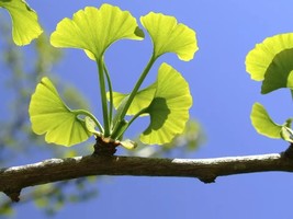 Ginkgo biloba maidenhair tree - $32.99