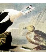 King Eider Duck Bird 1950 Lithograph Print Audubon Nature First Edition ... - €25,75 EUR