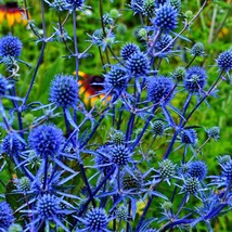 US Seller 25 Blue Star Sea Holly Eryngium Alpinum Flower Seeds Fast Shipping - $13.80