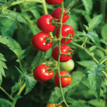 Heart-Shaped Tomatoberry Garden Tomato Hybrid - 100 Seeds - $6.46