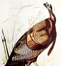 Wild Turkey Bird 1950 Lithograph Art Print Audubon Nature First Edition DWU14B - £23.91 GBP
