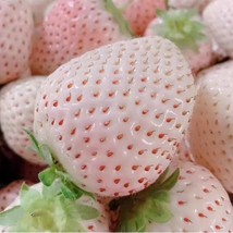 New Fresh USA Seller 200 White Strawberry Seeds For Hydroponics Aquaponics Raise - £6.16 GBP