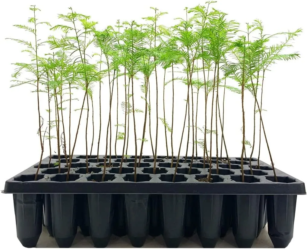 Bald Cypress Live Trees Taxodium Distichum Fast Growing Shade Tree - £35.43 GBP