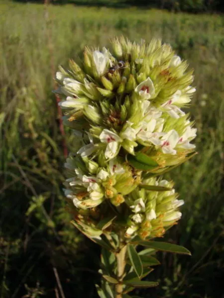 Top Seller 1000 White Prairie Clover Dalea Candida Flower Seeds - £11.46 GBP