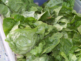 Lettuce Buttercrunch Butter Crunch 875 Seeds Fresh Seeds USA - £4.74 GBP