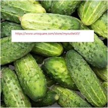 Pickling cucumber seeds thumb200