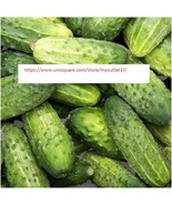 Boston Pickling Cucumber Seeds - NON-GMO - Vegetable Seeds - BOGO - £1.56 GBP