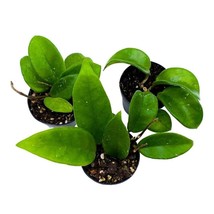 Hoya Carnosa 2 inch Set of 3 Honey Wax Plant Porcelain Flower Tiny Mini Pixie Pl - £18.44 GBP