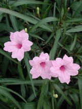 5 Pink Mexican Petunia ~Ruellia Brittoniana Perennial well rooted Plug s... - $29.58
