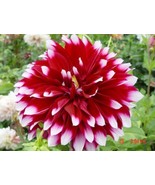 US-Seller Rare Beautiful Perennial Dahlia Flowers Seeds 20PCS(C#) - £6.15 GBP