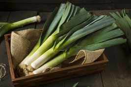 Giant Musselburgh Leek Seeds, Scotch Flag, NON-GMO, Variety Sizes, FREE SHIP - £1.31 GBP+