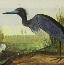 Little Blue Heron Bird 1946 Color Art Print John James Audubon Nature DWV2C - $39.99