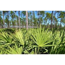 Pure Herbs: Saw Palmetto - 4 oz. (Natural Herbal Extracts) image 2