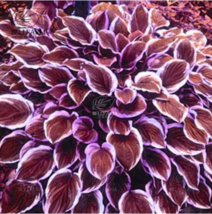 100 pcs Purple Hosta Plants,Hosta &#39;Whirl Wind&#39;, hosta Flower high quality - £7.68 GBP