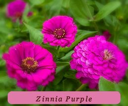 7507 zinnia purple pop thumb200