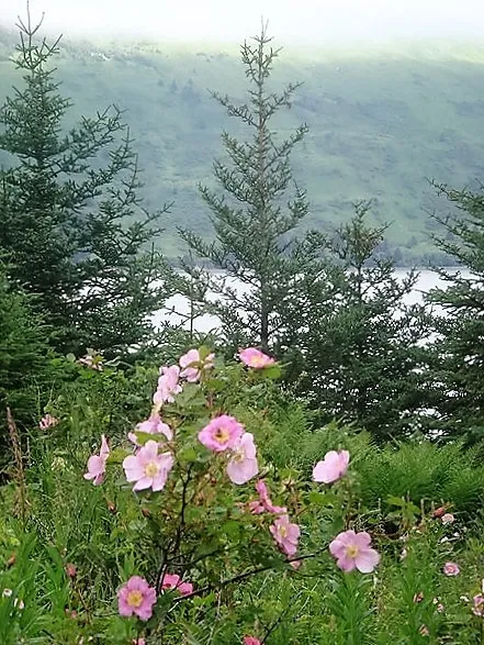 15 Pink Wood&#39;S Rose Bush Mountain Rose Rosa Woodsii Fragrant Flower Seeds Fresh  - £7.11 GBP