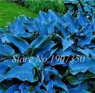 120 Colorful Hosta Seeds Perfect Color T1 - £7.09 GBP
