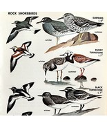 Rock Shore Birds Sandpipers Varieties 1966 Color Art Print Nature ADBN1s - $376.05 MXN