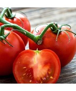 HSeeds 50 Seeds Ultra Sweet Tomato Tomatoe Vegetable Garden Edible Canning - $7.14 CAD