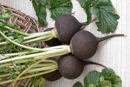 Simple Pack 4g    seed Vegetable Radish black spanish round - £6.25 GBP
