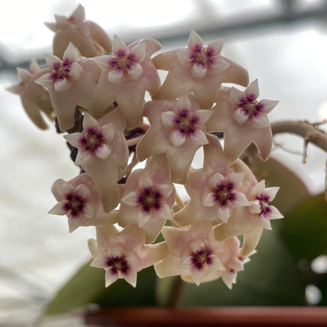 Semilir Hoya Sp. EPC-301 3.5 Inch Pot - $1,229.33 MXN