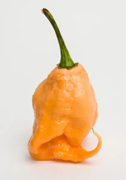 10 Peach Carolina Reaper Pepper World S Hottest Capsicum Chinense Chili Fresh Se - £13.22 GBP