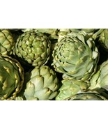 35+ Green Globe Artichoke Seeds  Heirloom Artichoke Seeds NON-GMO Free S... - $3.02 CAD