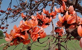 5 seeds- Belia Palash or Red Kwao Krua Tree --See Description Below-  - £5.52 GBP