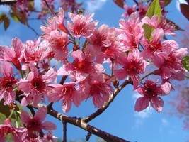 Prunus Cerasoides Puddum 20 Seeds Wild Himalayan Cherry Fruit Tree Bonsai Fresh  - £8.72 GBP