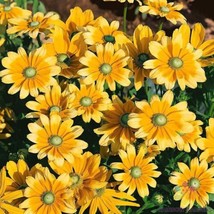 200+ Green Eyes Rudbeckia Seeds - $9.00