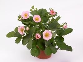 Merlan Strawberry Seeds 1 Pack 100 Seeds Pink Flowers On Compact Plants #Nf548 G - £8.61 GBP