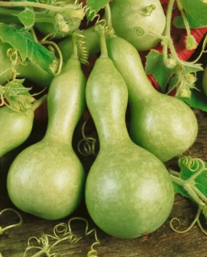 SEPTH Birdhouse Gourd Seeds, Heirloom Gourd Seeds, Non-Gmo, Grow Some Birdhouses - £2.95 GBP