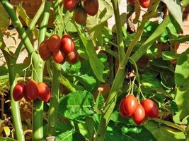 GUNEL Solanum betacea | Tamarillo | Tree Tomato | 20 Seeds - £11.82 GBP