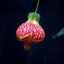 Chinese Lantern Abutilon X Hybridum Shrub Tree 25 Seeds - £12.69 GBP